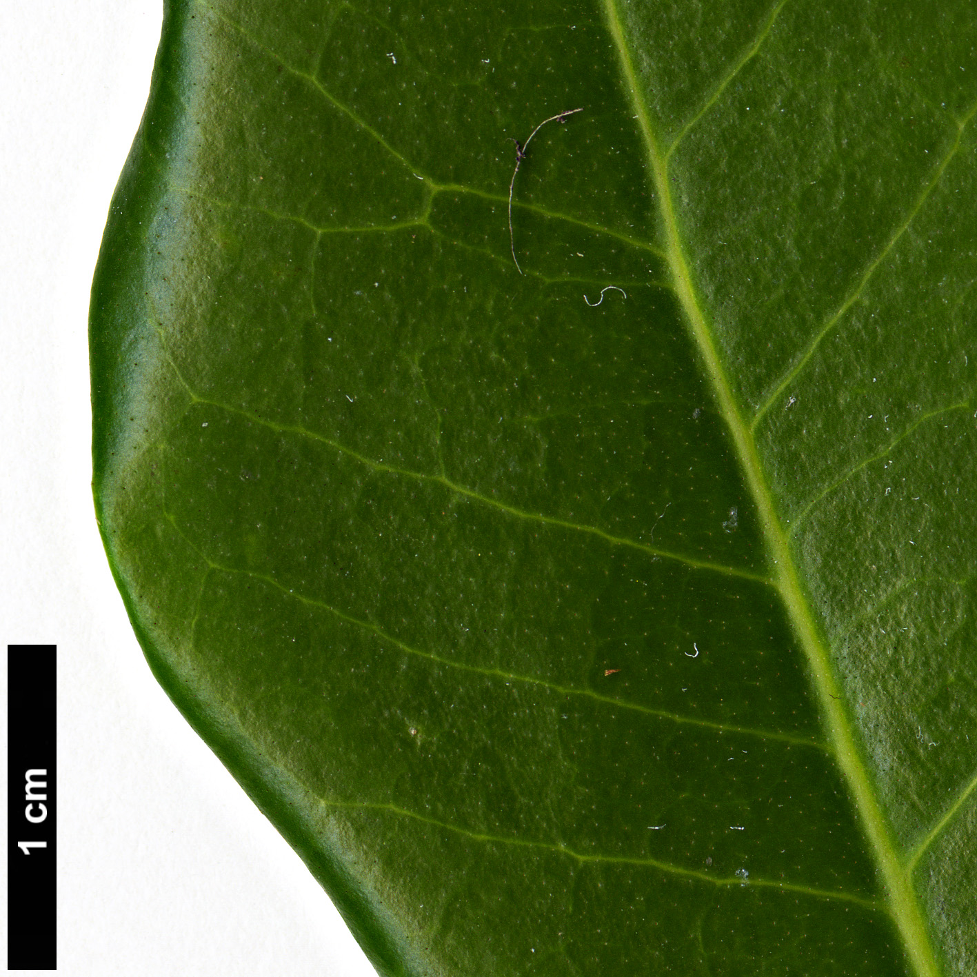 High resolution image: Family: Oleaceae - Genus: Picconia - Taxon: excelsa High resolution image: Family: Oleaceae - Genus: Picconia - Taxon: excelsa